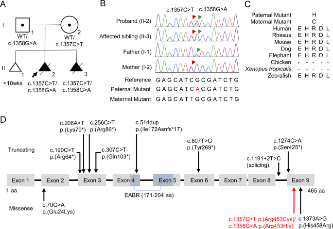 Biallelic missense CEP55 variants cause prenatal MARCH syndrome