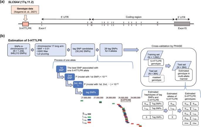Development of a method for the imputation of the multi-allelic serotonin-transporter-linked polymorphic region (5-HTTLPR) in the Japanese population