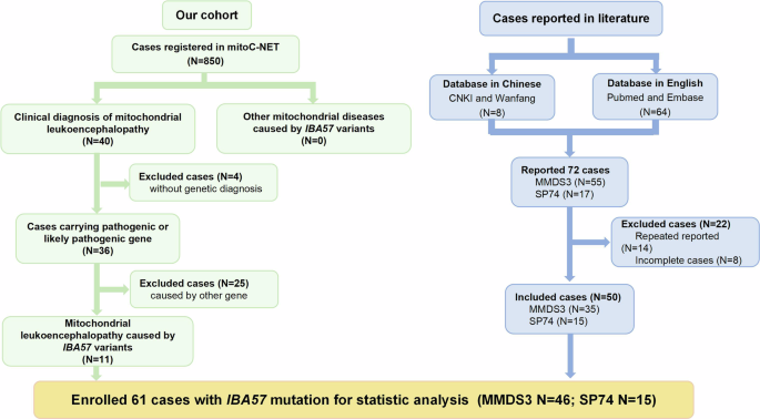 Phenotypic spectrum of iron-sulfur cluster assembly gene IBA57 mutations: c.286 T > C identified as a hotspot mutation in Chinese patients with a stable natural history