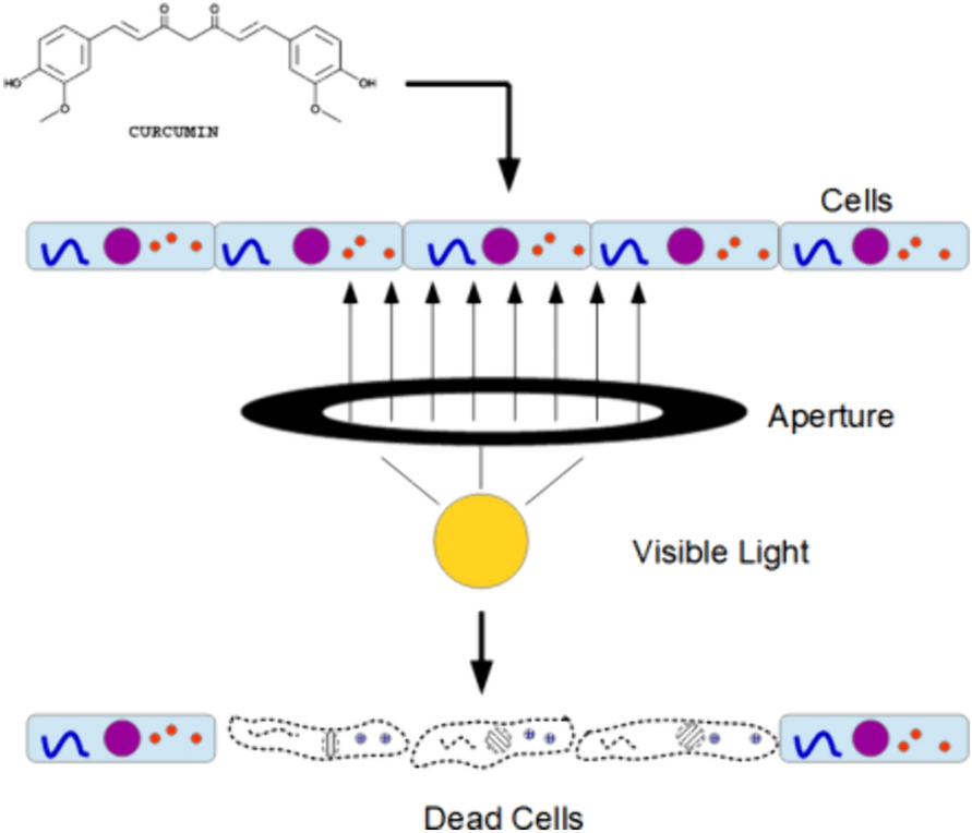 Visible light potentiates rapid cell destruction and death by curcumin in vitro
