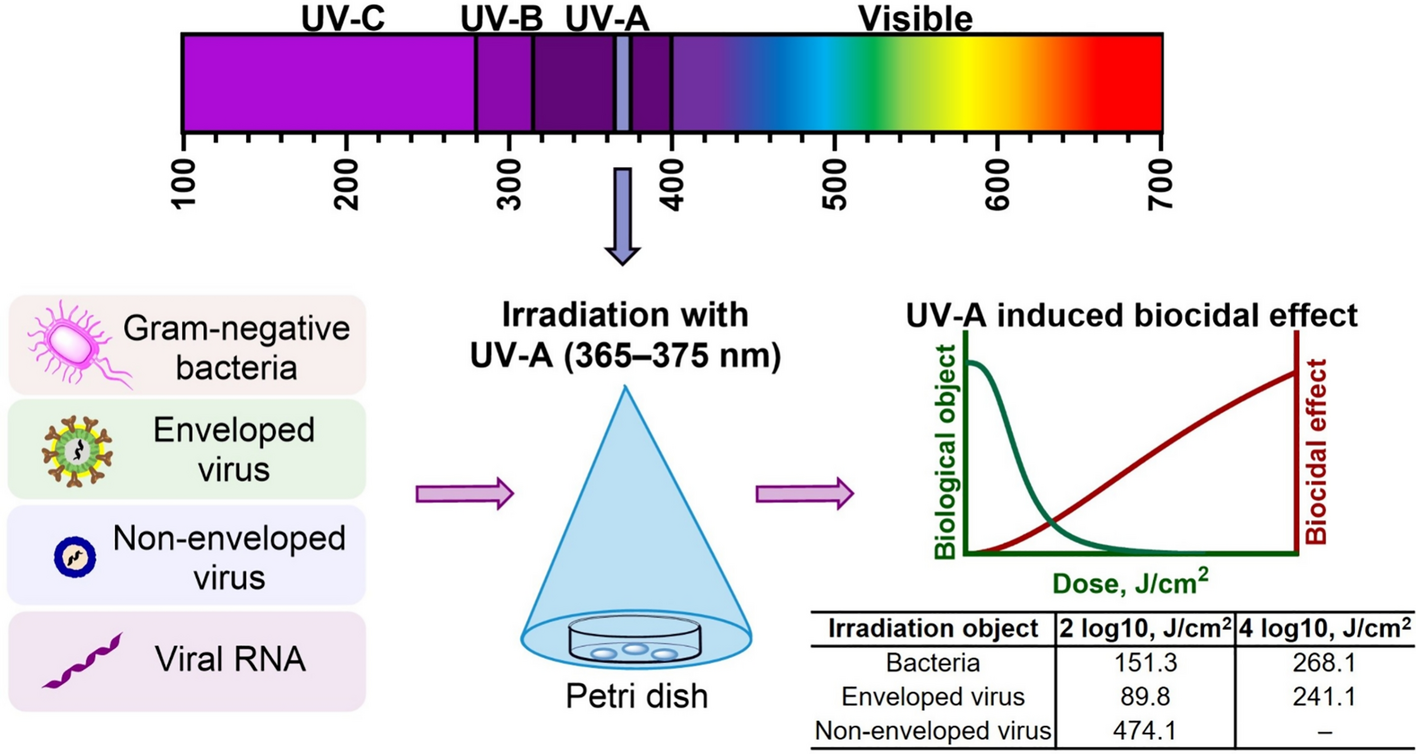 Bacteria and RNA virus inactivation with a high-irradiance UV-A source