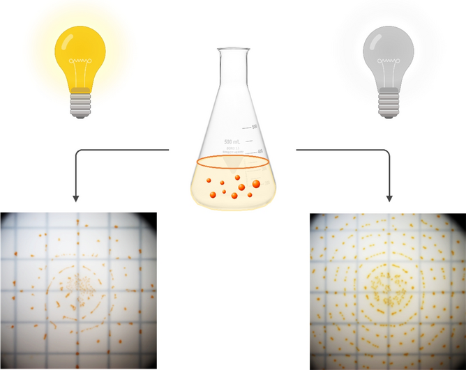 Photomorphogenesis of Myxococcus macrosporus: new insights for light-regulation of cell development