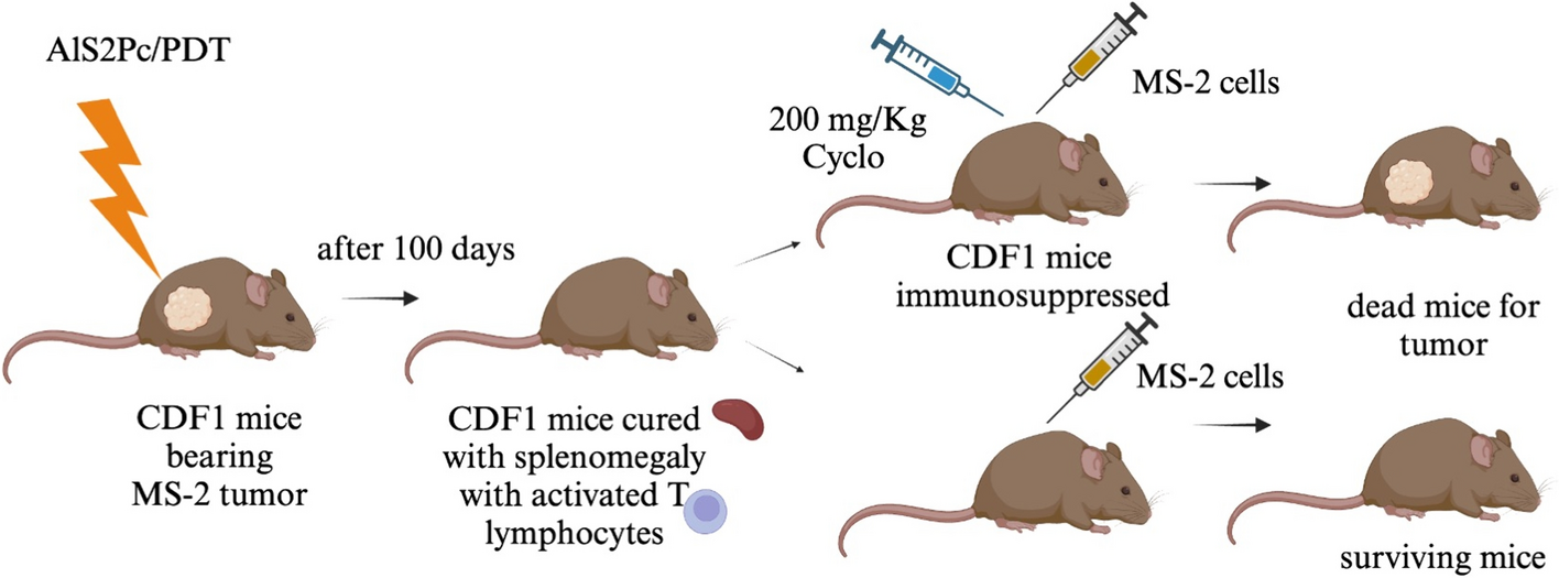 PDT and antitumor immunity: the beginnings of the story