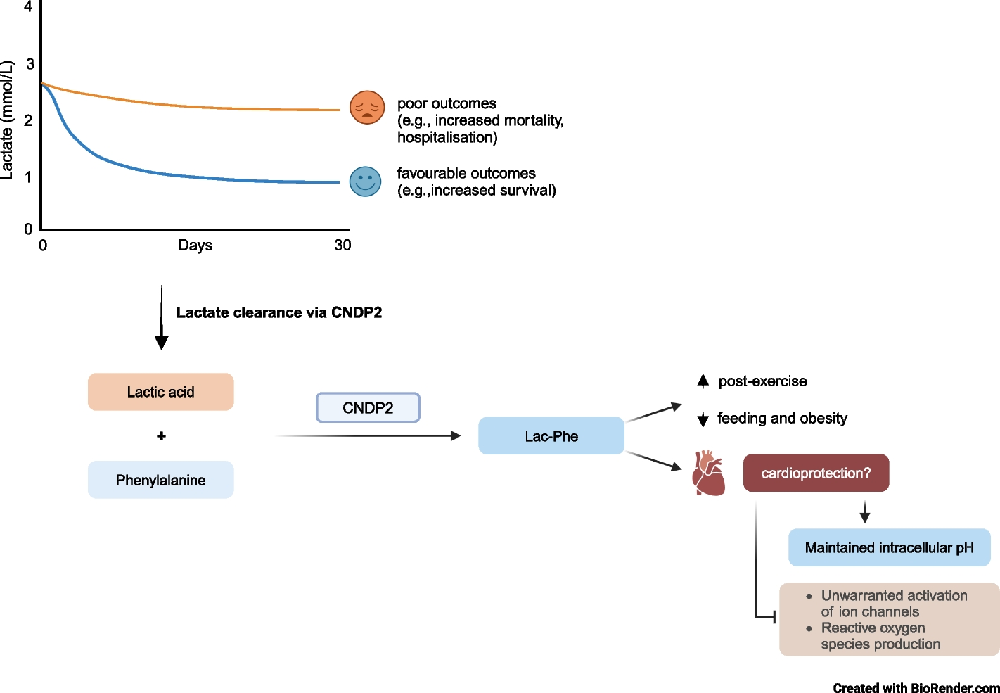 CNDP2: An Enzyme Linking Metabolism and Cardiovascular Diseases?