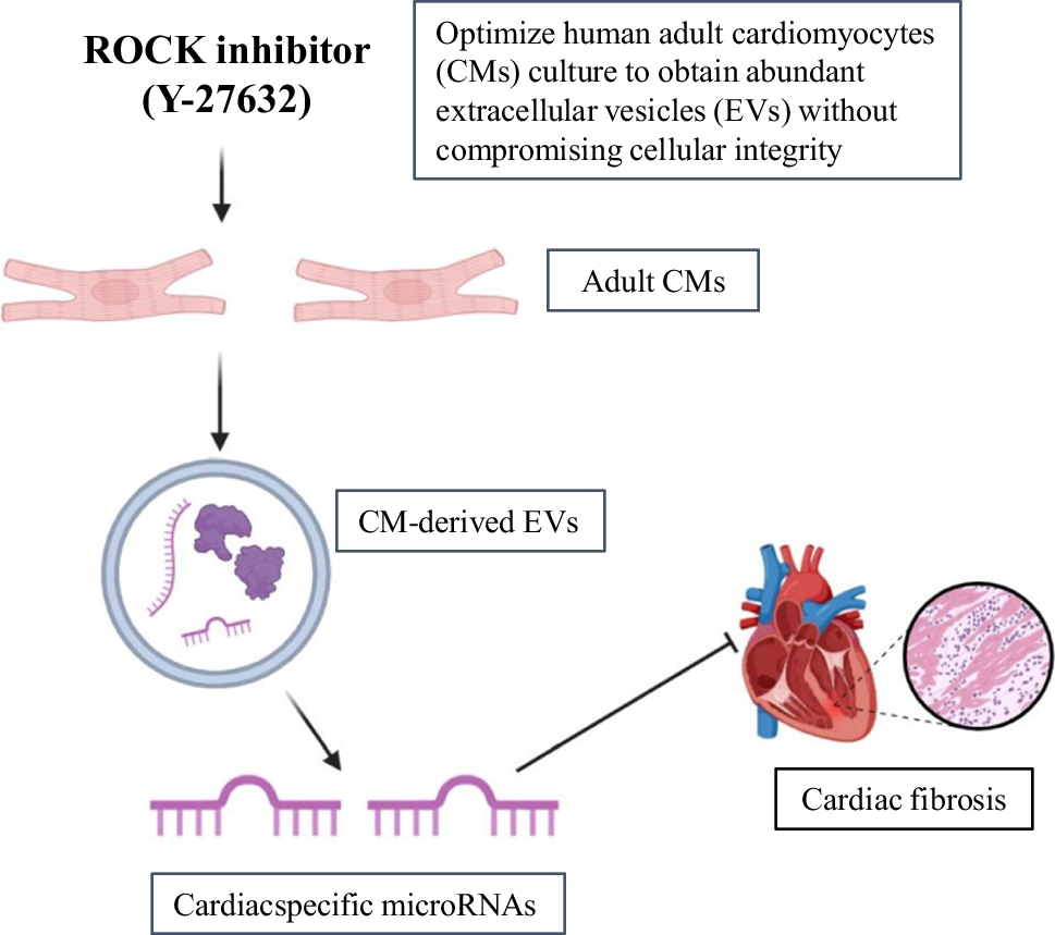 Adult Cardiomyocyte-Derived Extracellular Vesicles: a Promising Therapy for Cardiac Fibrosis