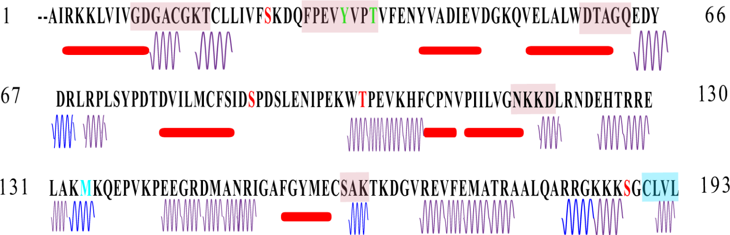 RhoA-ROCK2 signaling possesses complex pathophysiological functions in cancer progression and shows promising therapeutic potential