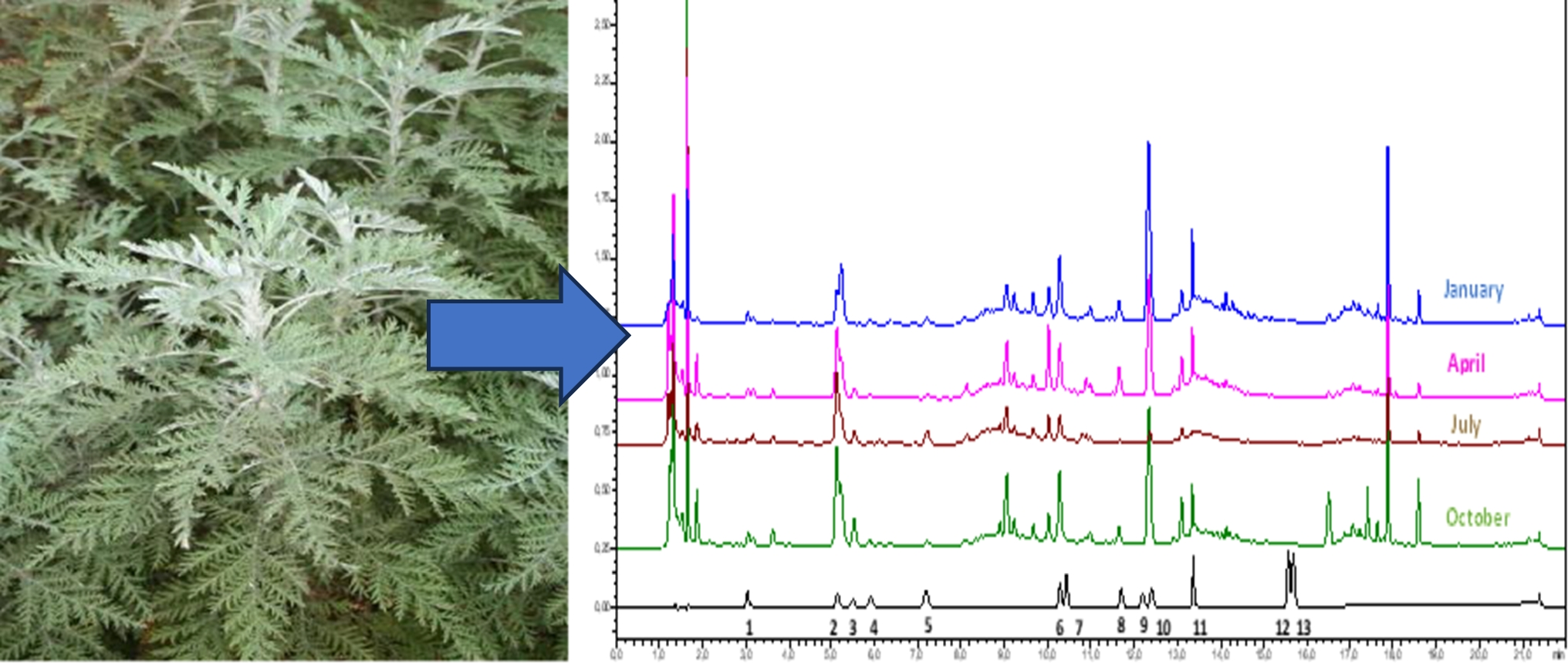 Seasonal Chemical Variation and Antidiabetic Activity of Major Compounds in Artemisia afra Infusions