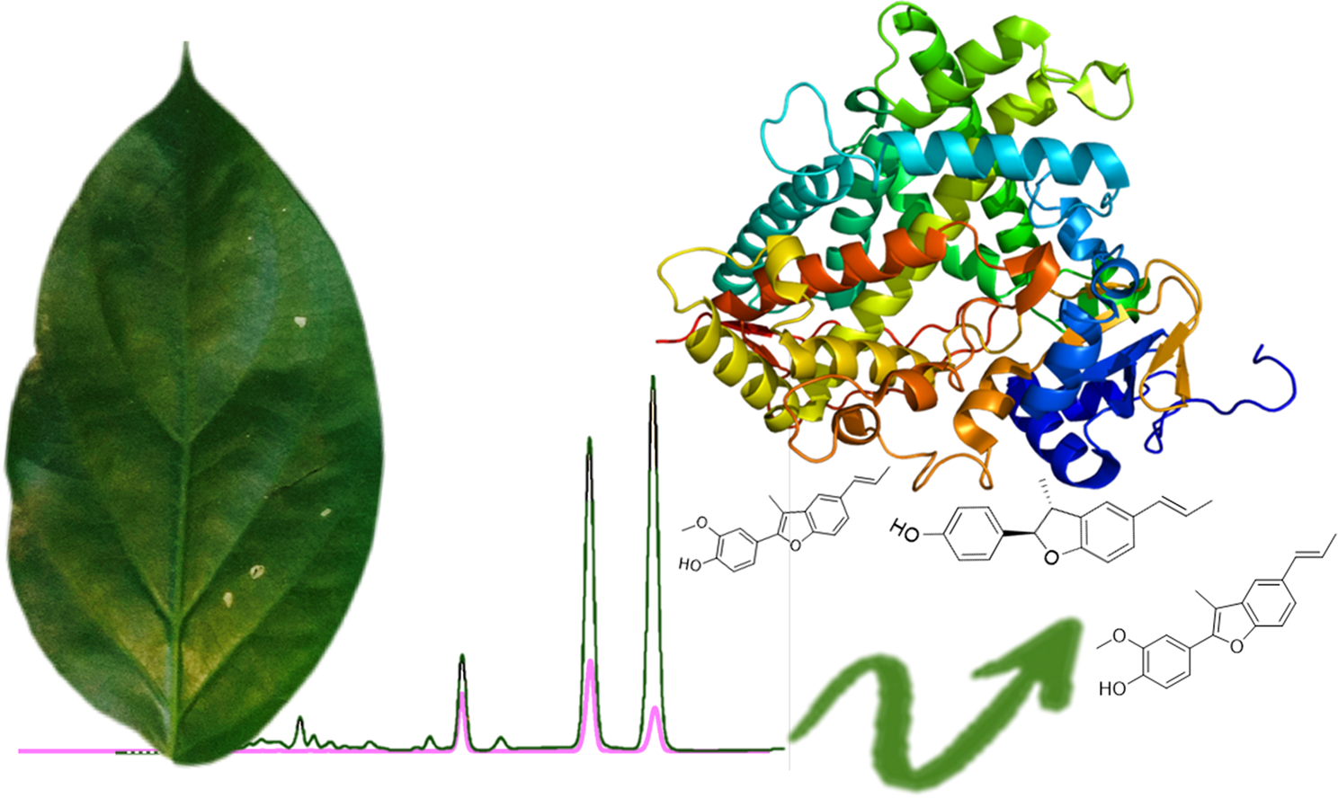 Inhibition of Human CYP1A1/A2 by a Hydroalcoholic Extract and Its Neolignan Constituents from Piper rivinoides