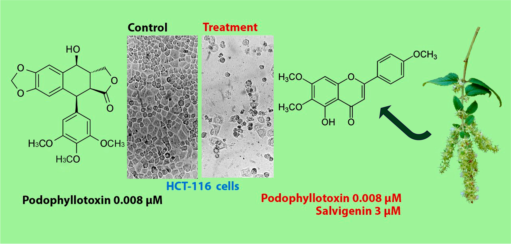 Cytotoxicity of Salvigenin from Asterohyptis stellulata in Combination with Clinical Drugs Against Colorectal Cancer