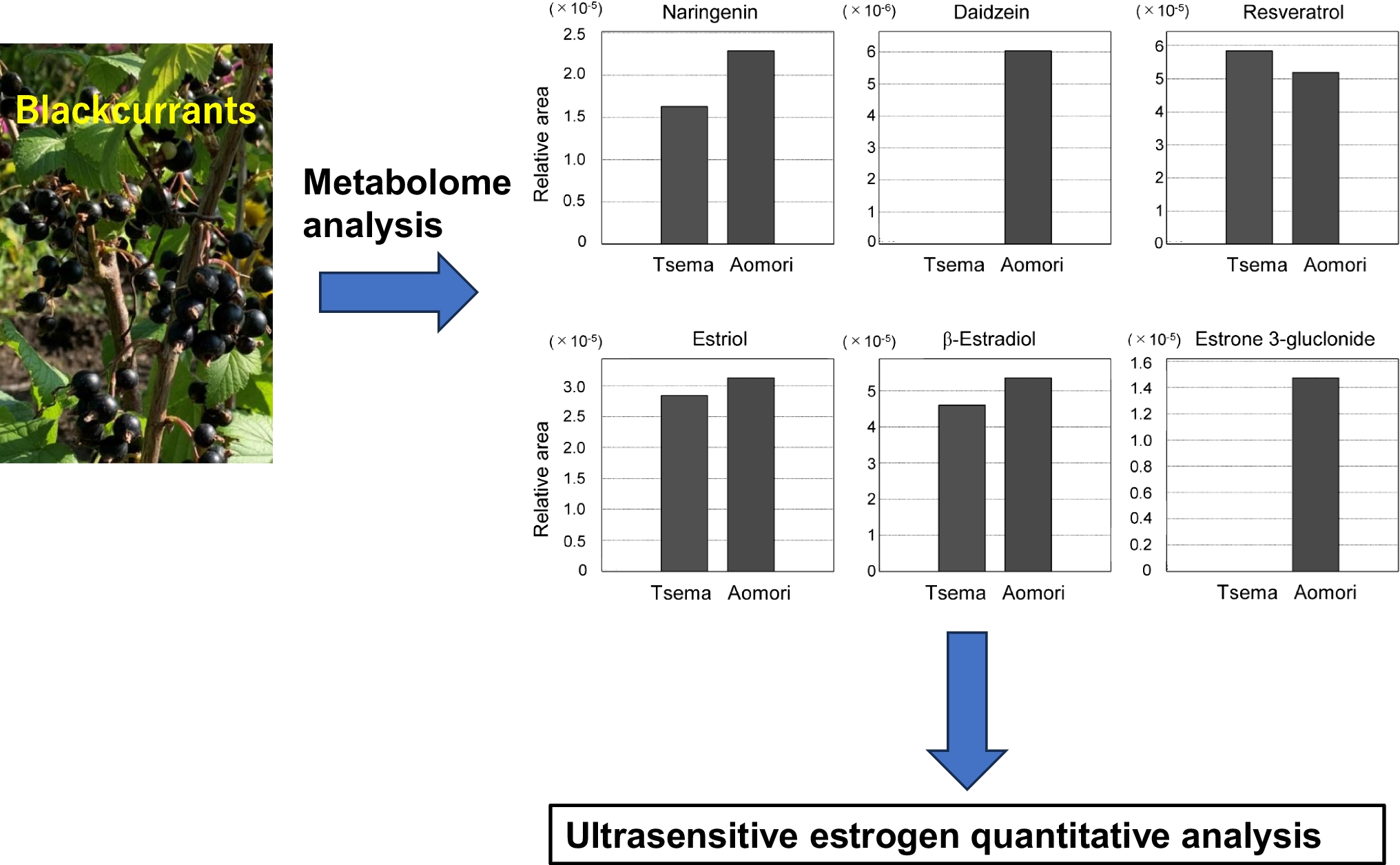 Detecting Phytoestrogens and Mammalian Estrogens in Blackcurrants (Ribes nigrum)