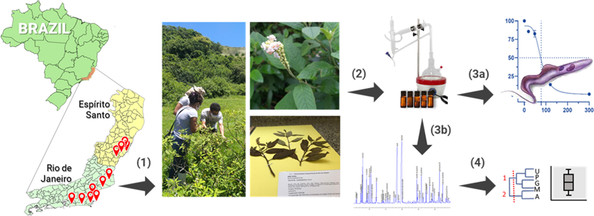 Chemodiversity and Trypanocidal Activity of the Volatile Oils of Tropical Black Sage