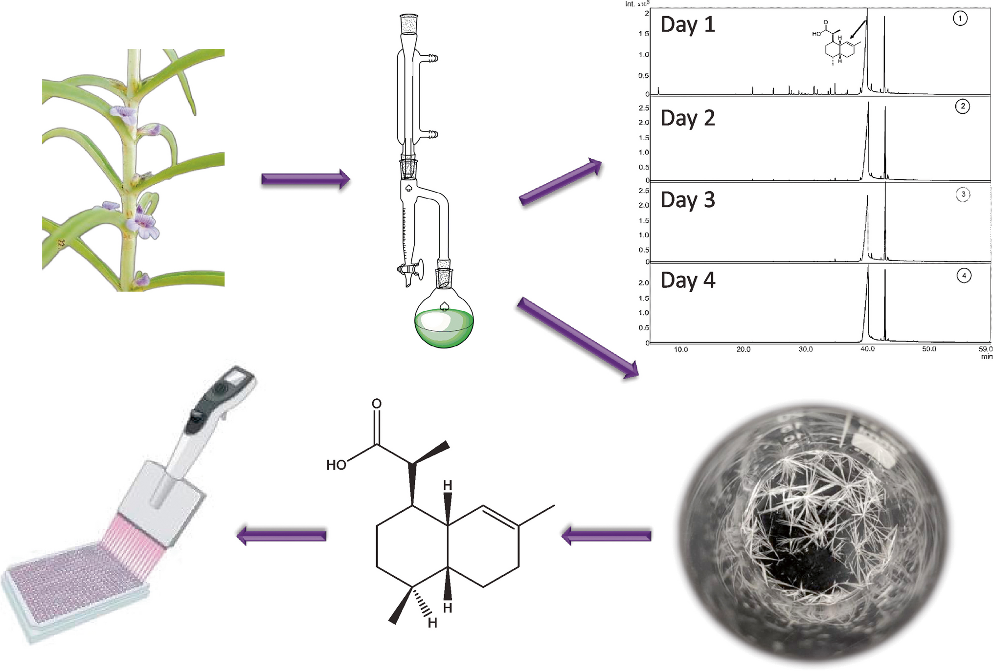 A Novel Artemisinin-Derived Sesquiterpene from Bacopa gratioloides Volatile Oil by Sustainable and Enhanced Procedures