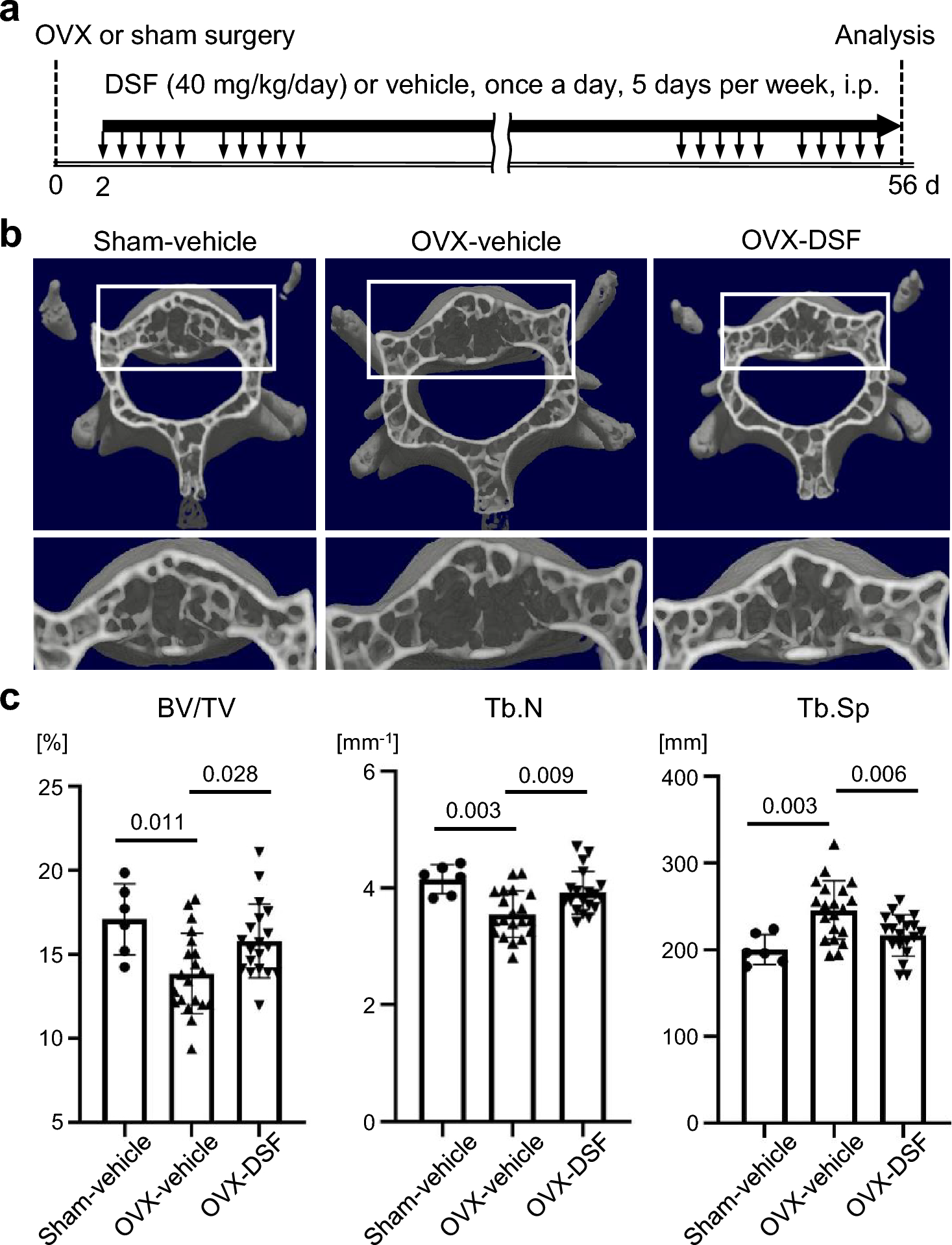 Disulfiram ameliorates bone loss in ovariectomized mice by suppressing osteoclastogenesis