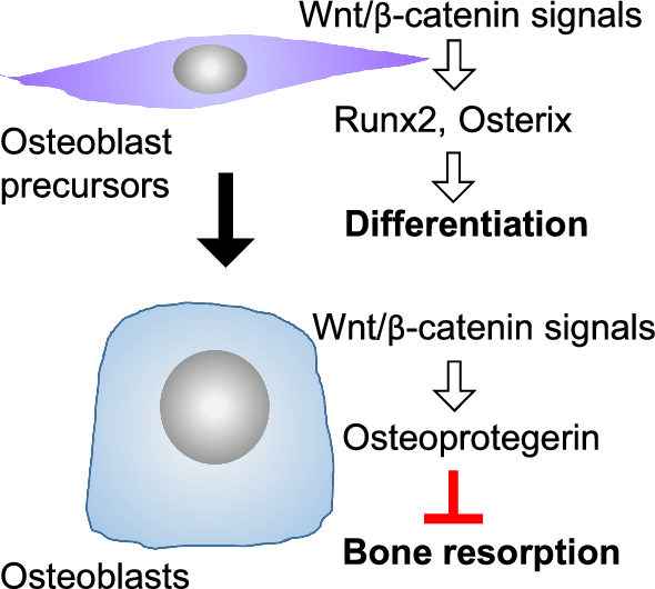 Wnt family members regulating osteogenesis and their origins
