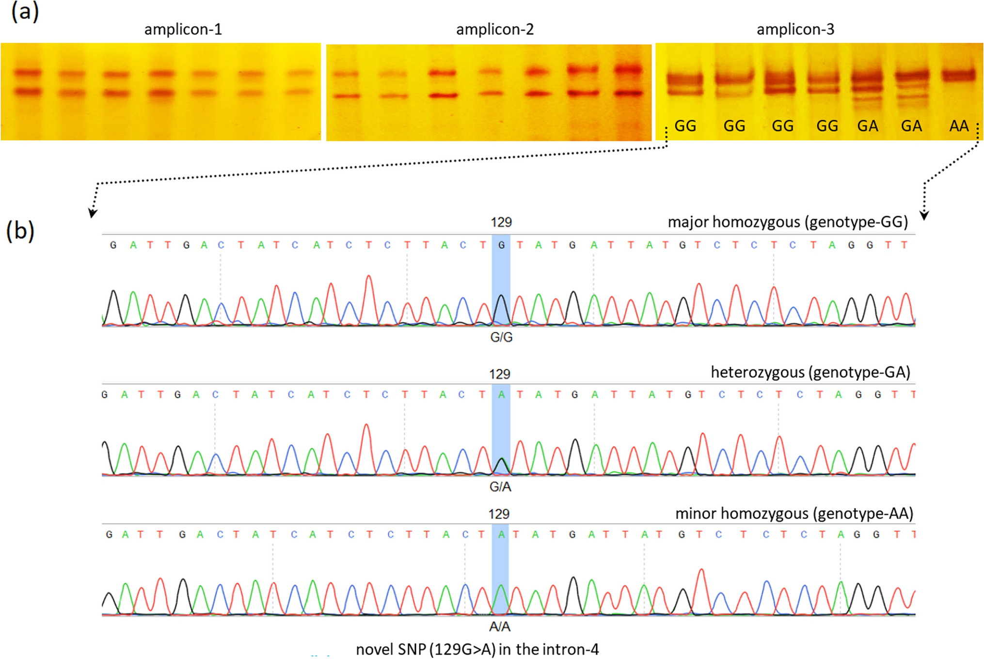 A novel intron variant in the prolactin gene associated with eggshell weight and thickness with putative alternative splicing patterns in chickens