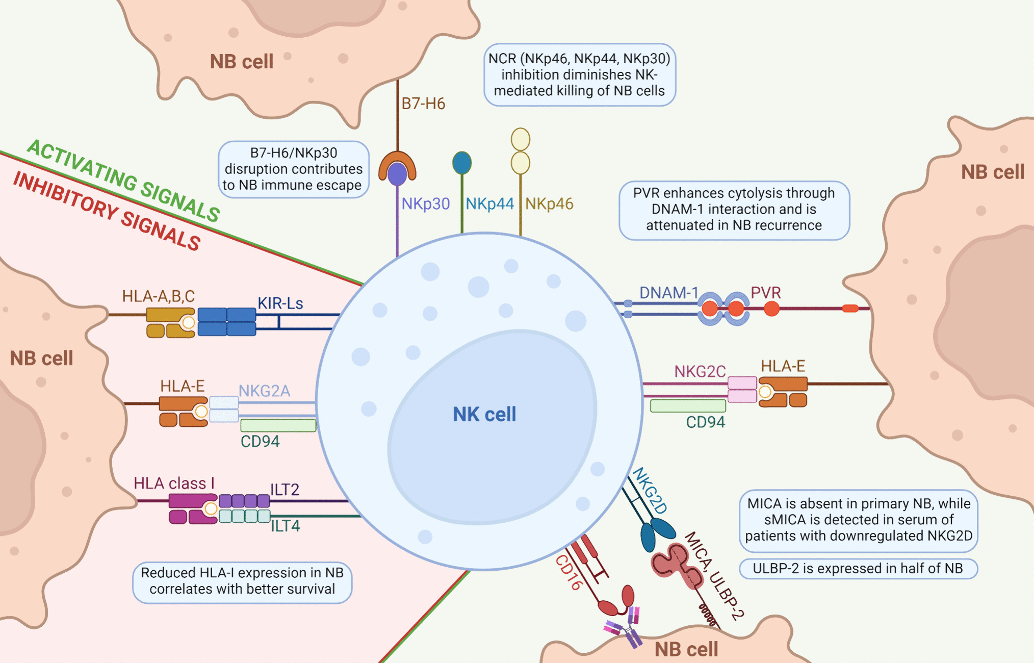 Natural killer cells in neuroblastoma: immunological insights and therapeutic perspectives