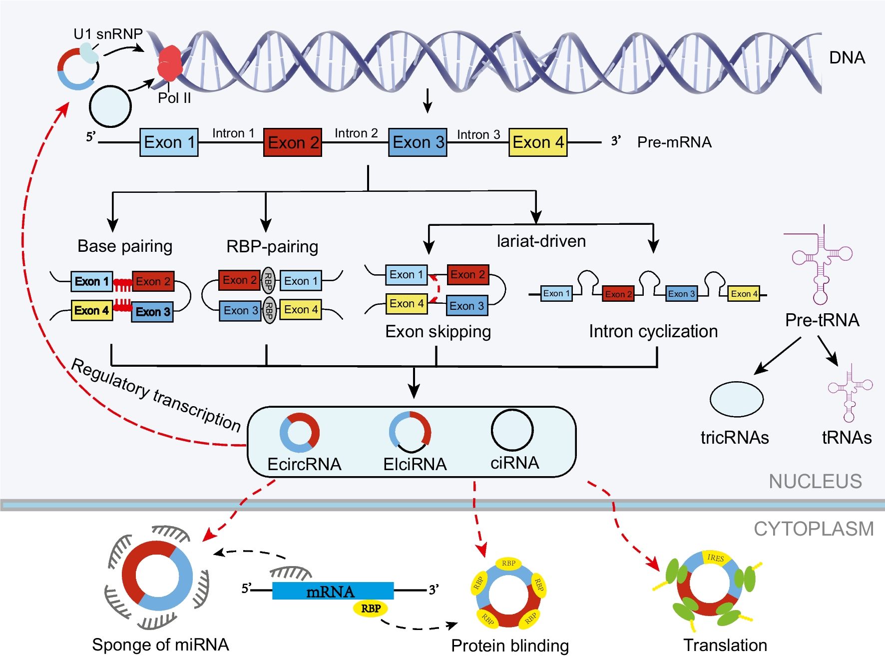 The role of circular RNA during the urological cancer metastasis: exploring regulatory mechanisms and potential therapeutic targets