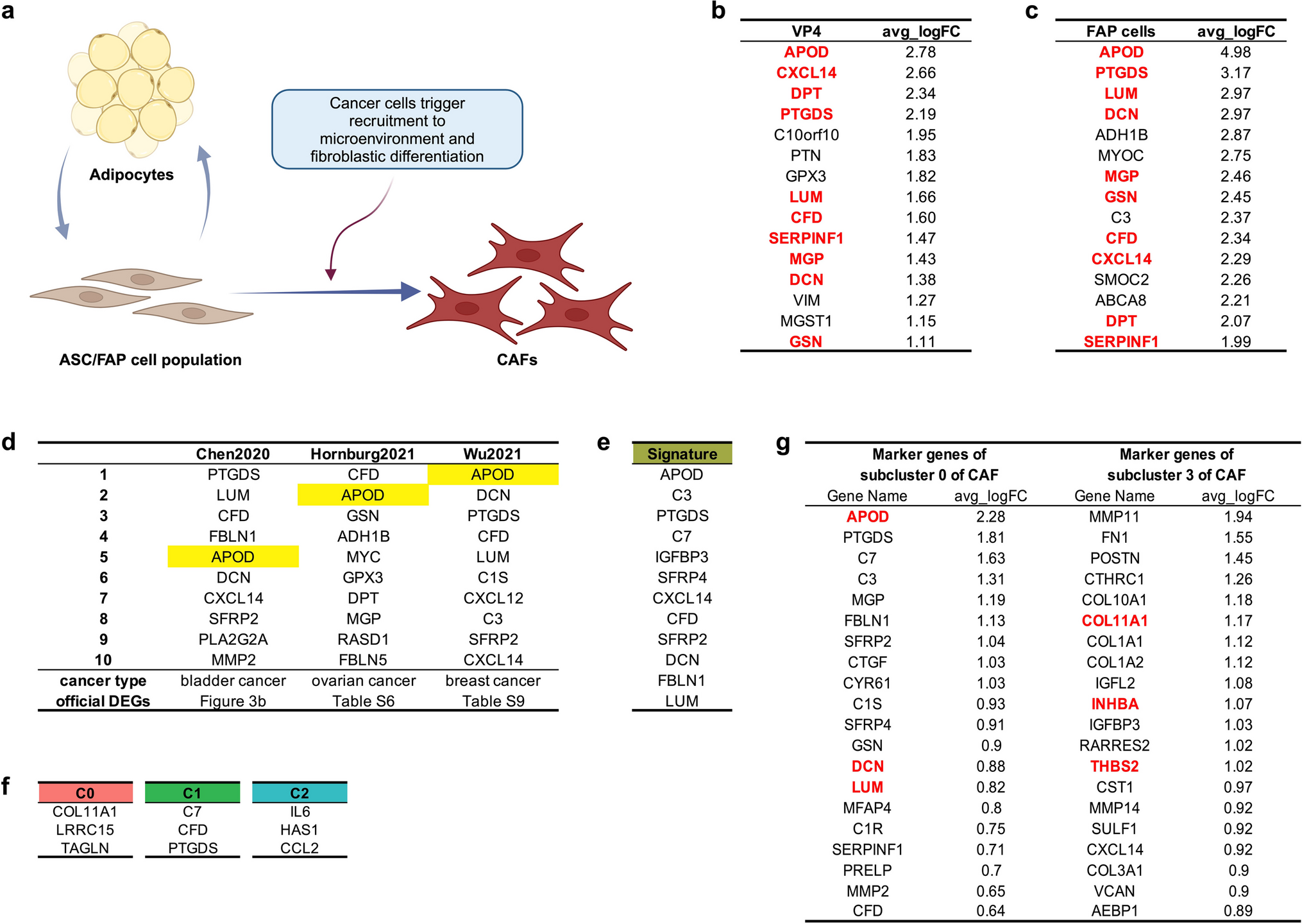 The fibro-adipogenic progenitor APOD+DCN+LUM+ cell population in aggressive carcinomas
