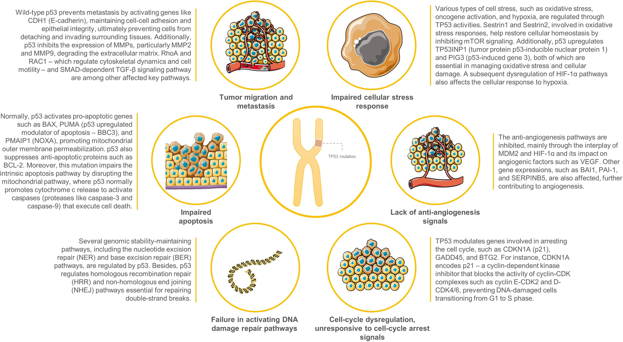 Current insights and future directions of Li-Fraumeni syndrome