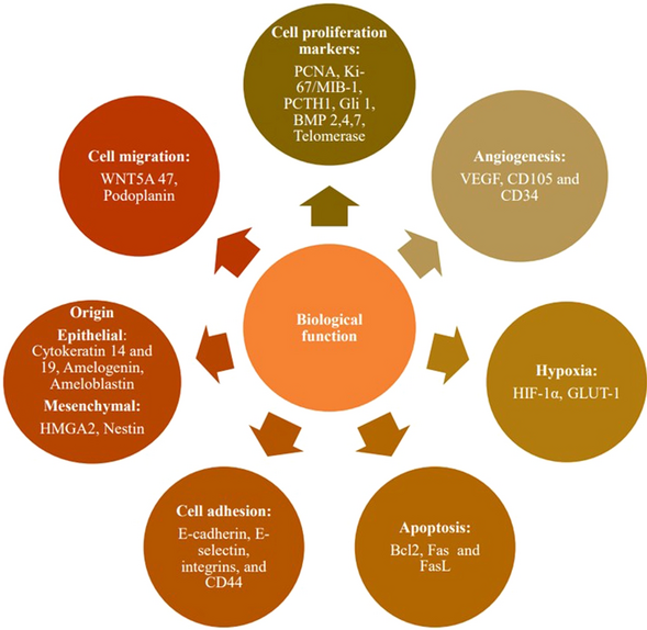 Title of the article: diagnostic markers for odontogenic tumors: an insight: a review