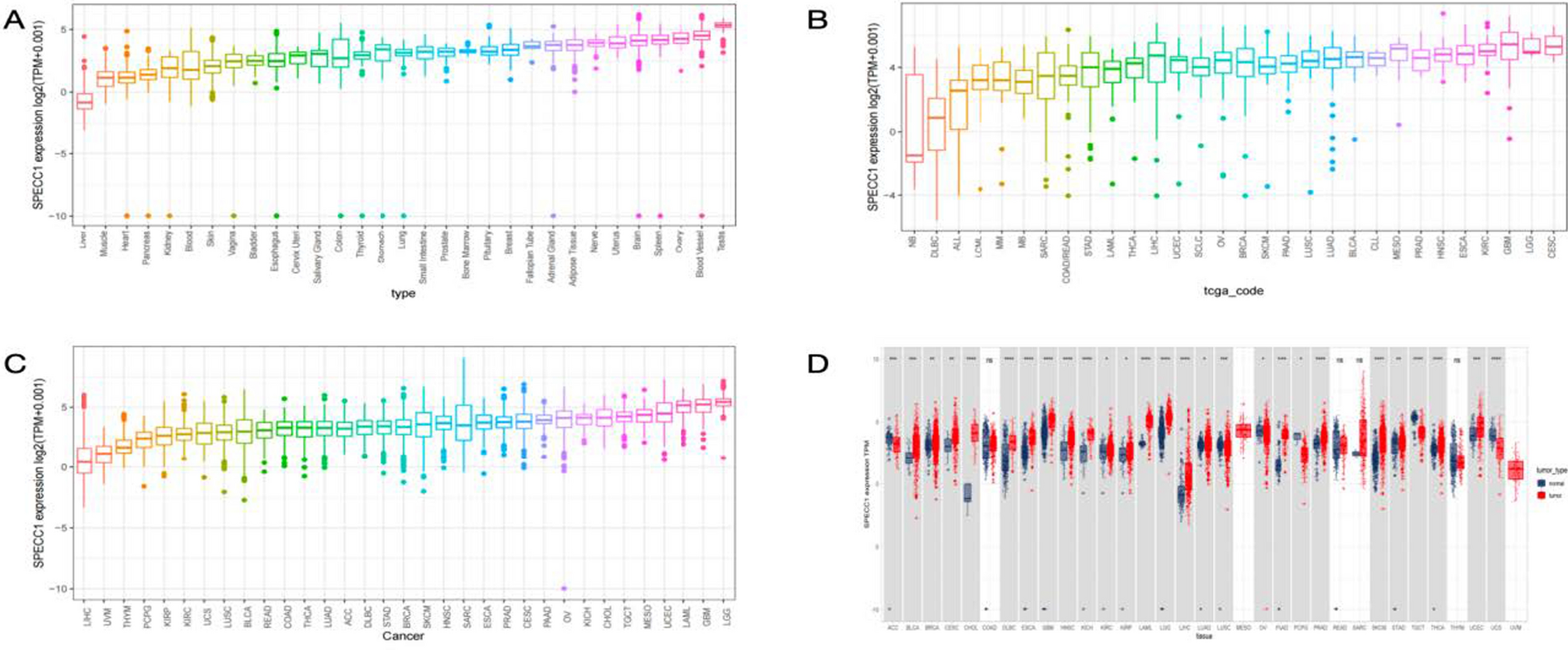 SPECC1 as a pan-cancer biomarker: unraveling its role in drug sensitivity and resistance mechanisms