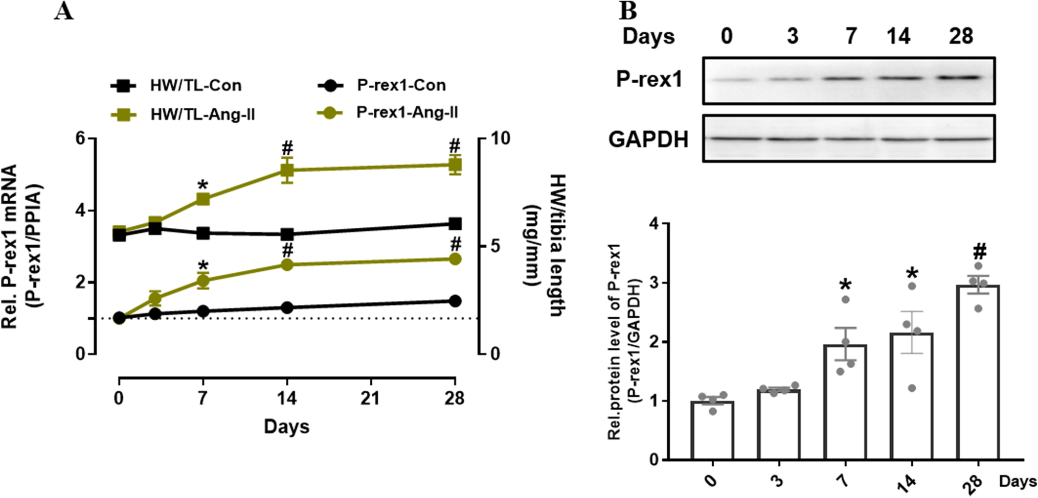 Pharmacological Inhibition of P-Rex1/Rac1 Axis Blocked Angiotensin II-Induced Cardiac Fibrosis