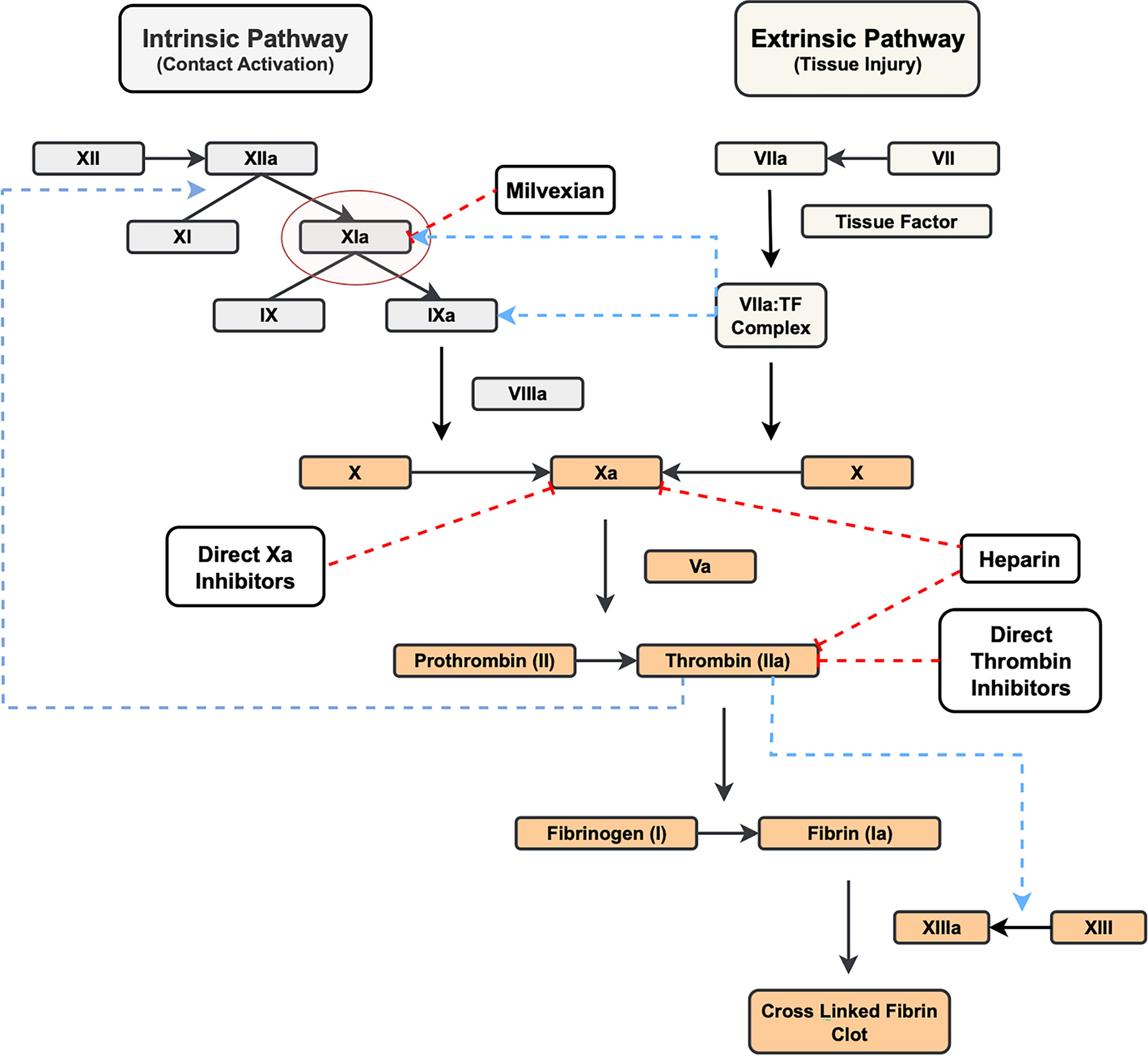 Milvexian: An Oral, Bioavailable Factor XIa Inhibitor