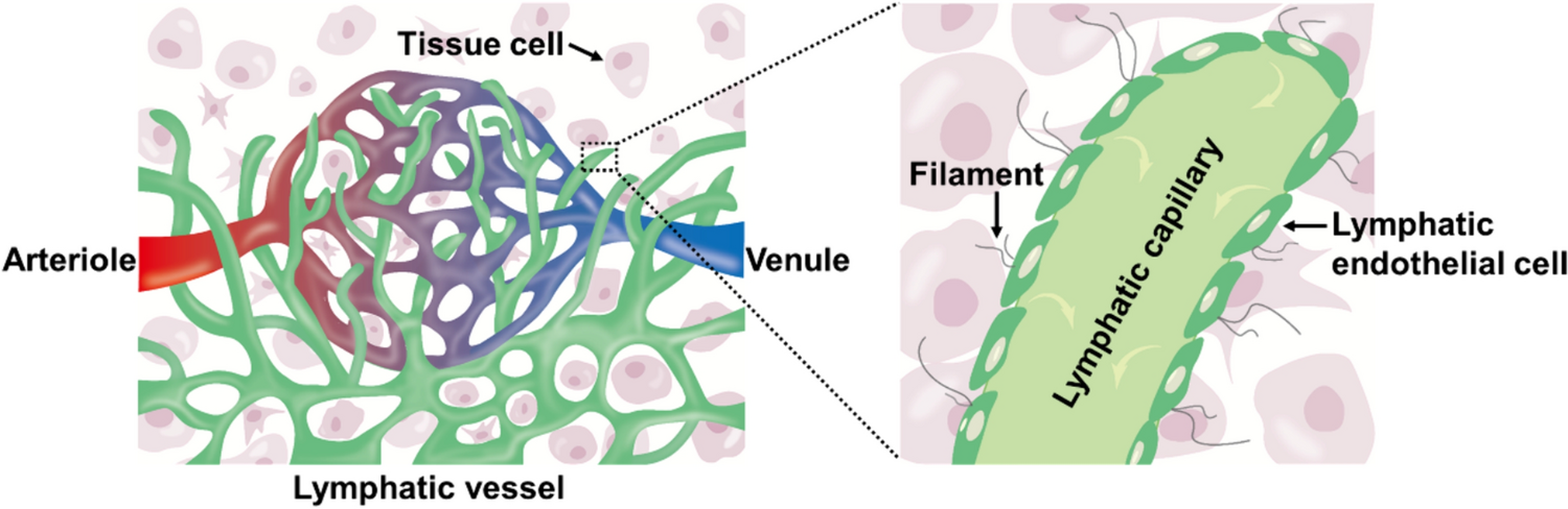 The Lymphatic Highway: How Lymphatics Drive Lung Health and Disease