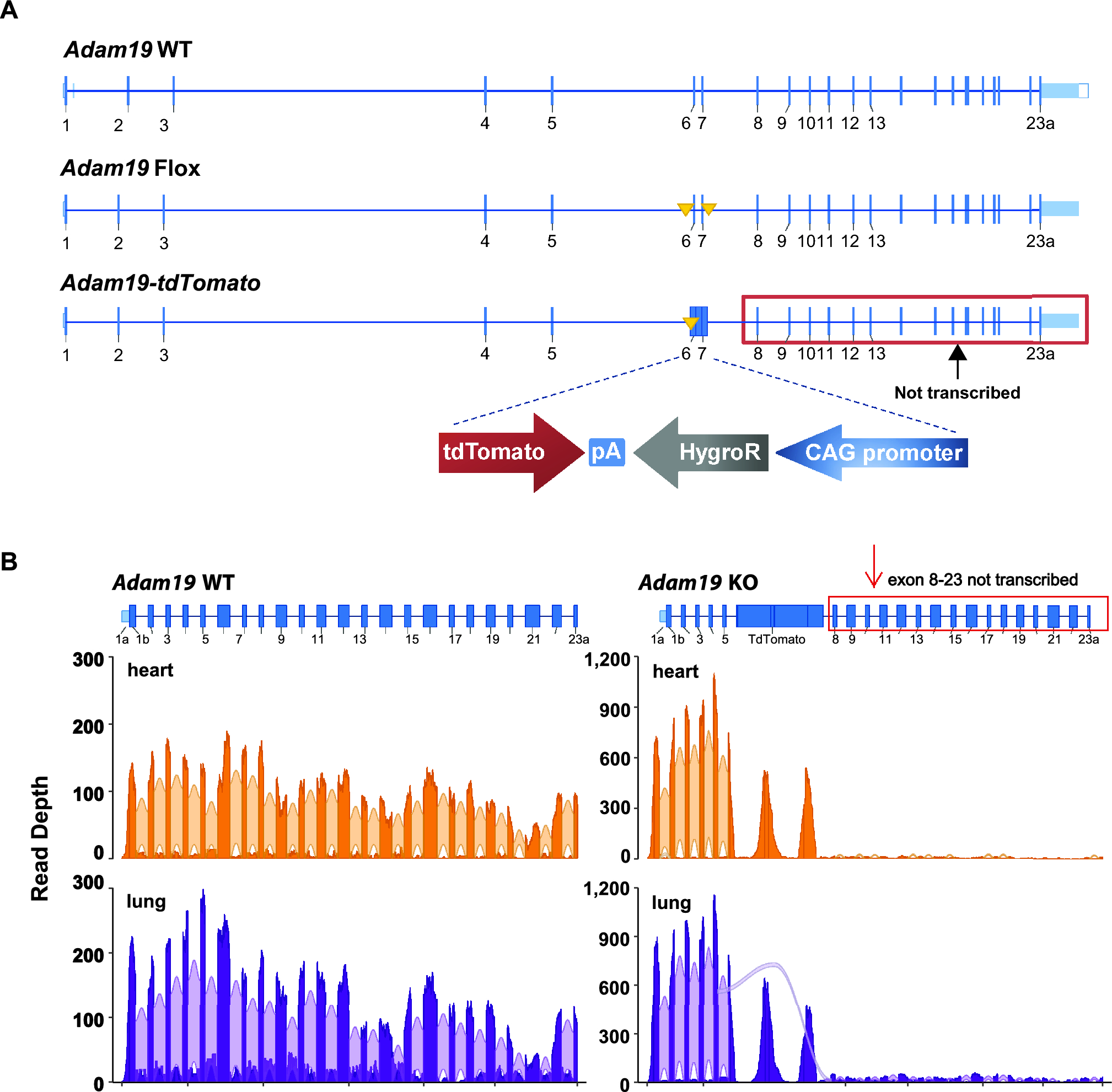 Adam19 Deficiency Impacts Pulmonary Function: Human GWAS Follow-up in a Mouse Knockout Model