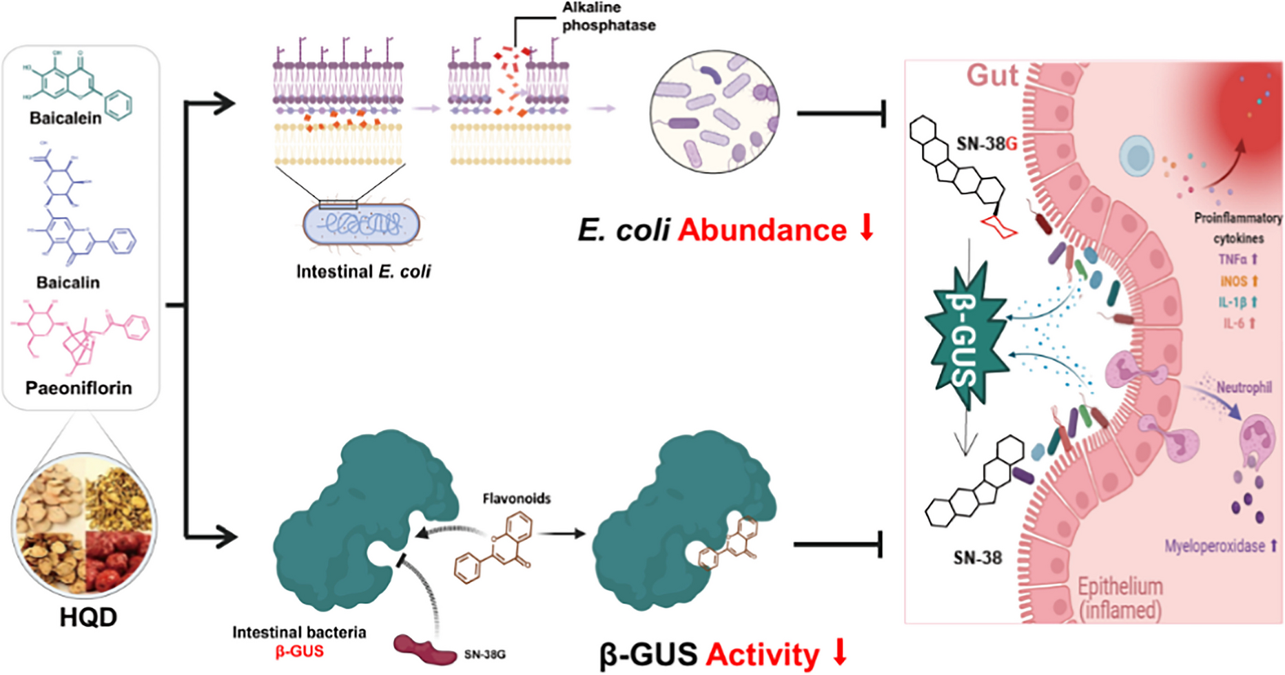 Three bioactive compounds from Huangqin decoction ameliorate Irinotecan-induced diarrhea via dual-targeting of Escherichia coli and bacterial β-glucuronidase