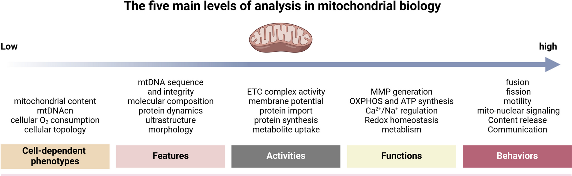 Multifaceted roles of mitochondria in asthma