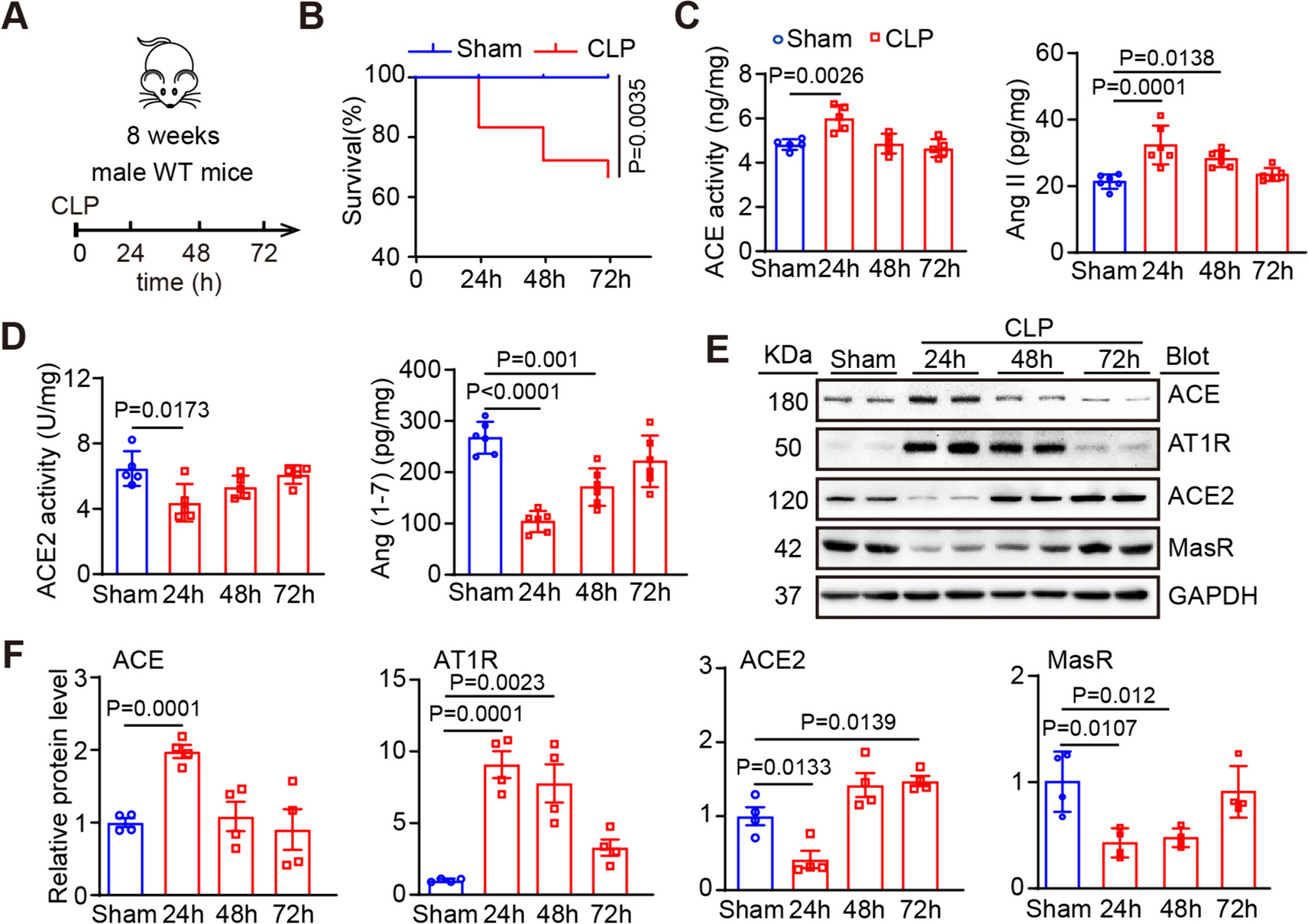 ACE2 alleviates sepsis-induced cardiomyopathy through inhibiting M1 macrophage via NF-κB/STAT1 signals