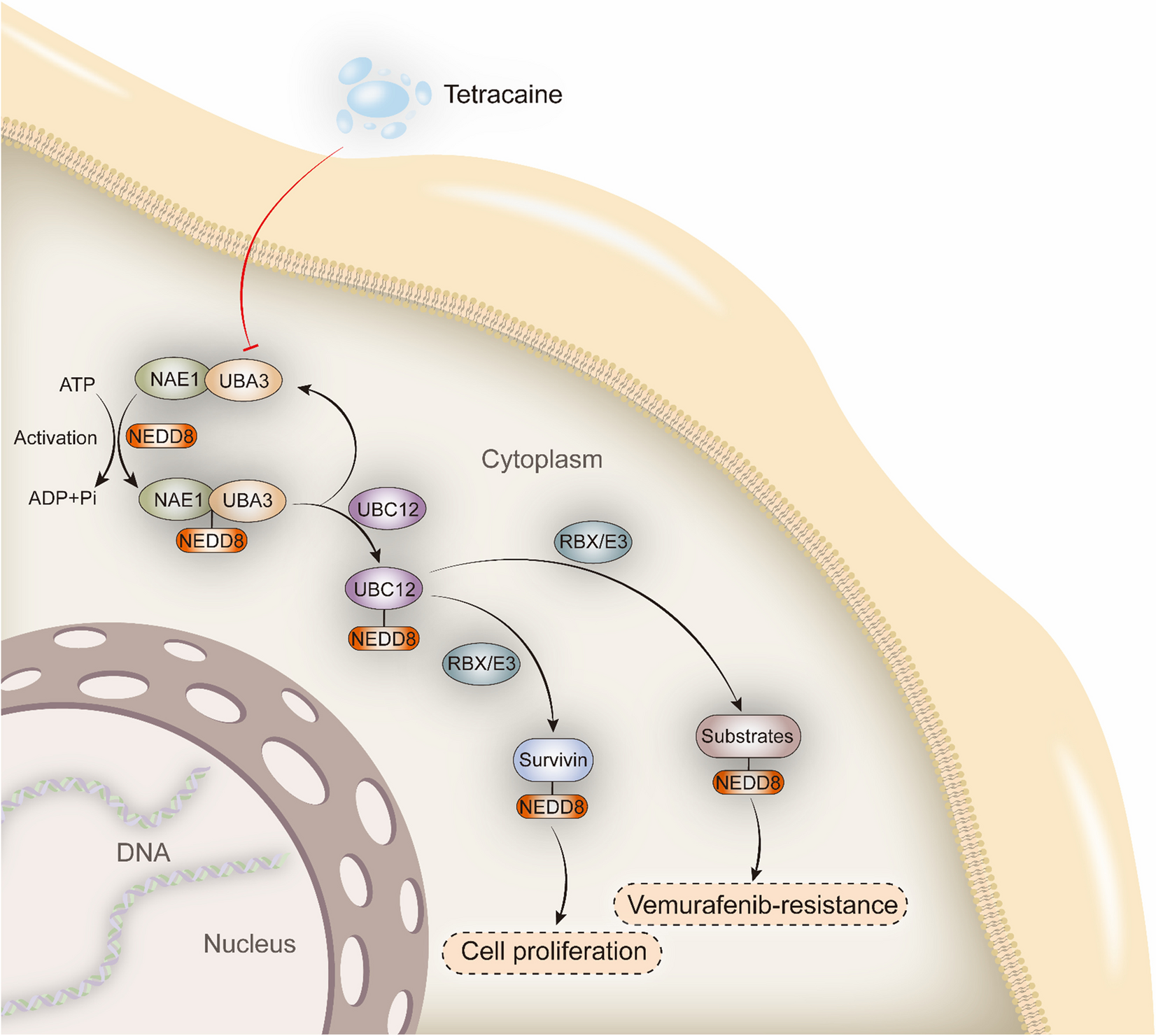 Neddylation signaling inactivation by tetracaine hydrochloride suppresses cell proliferation and alleviates vemurafenib-resistance of melanoma