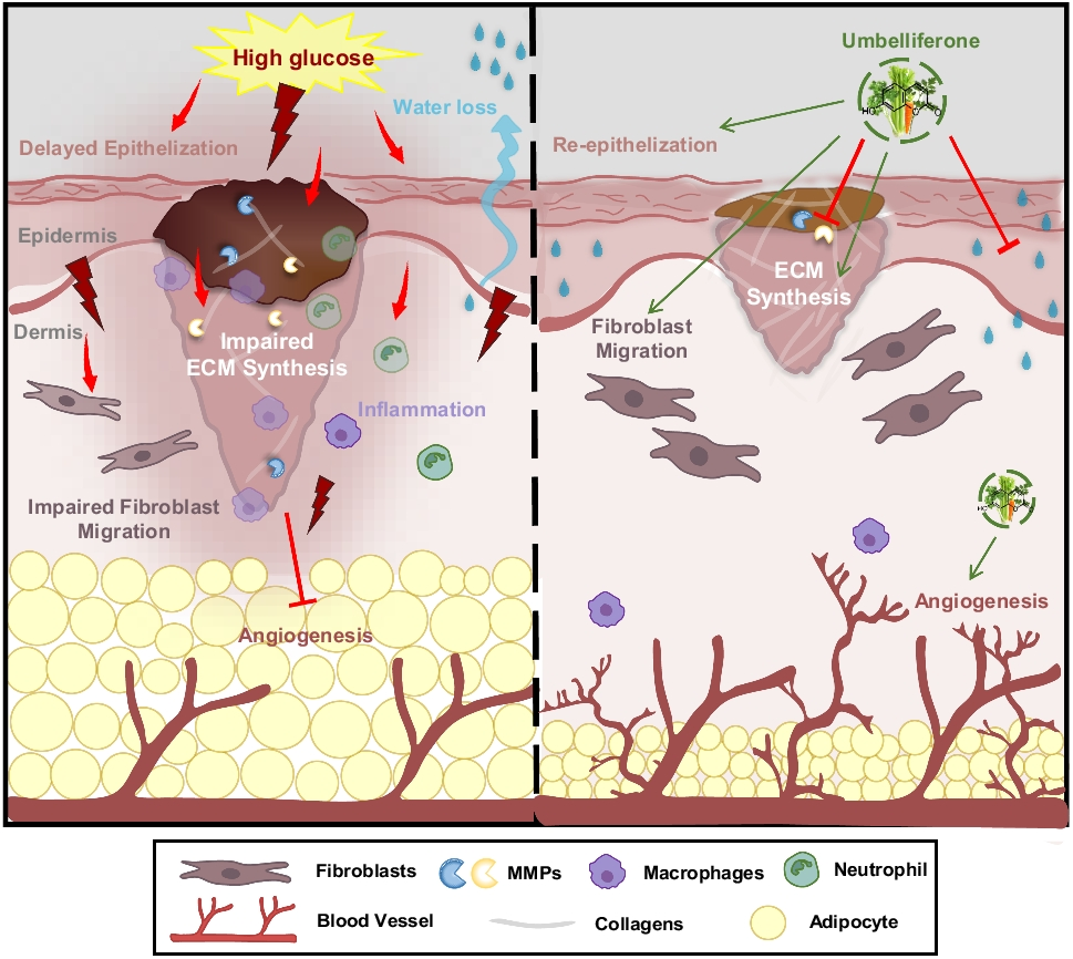 Umbelliferone alleviates impaired wound healing and skin barrier dysfunction in high glucose-exposed dermal fibroblasts and diabetic skins