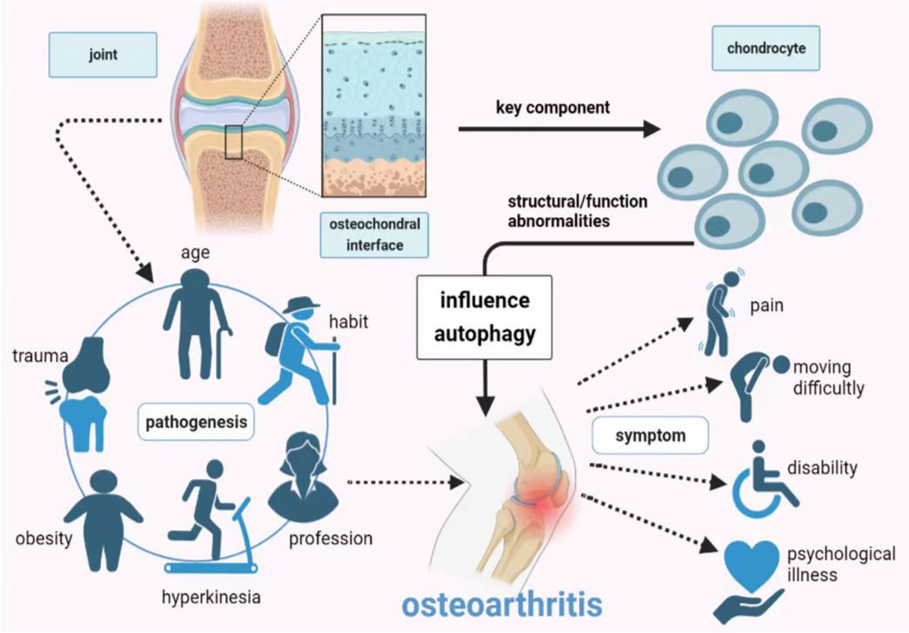 New insights into the mechanisms and therapeutic strategies of chondrocyte autophagy in osteoarthritis