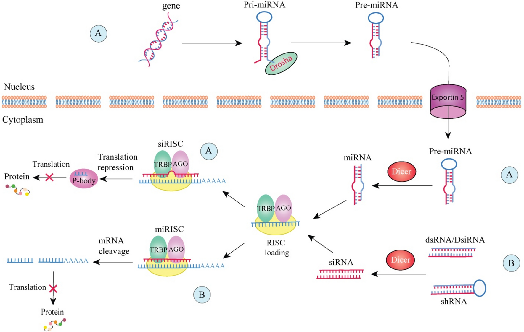 siRNA-based strategies to combat drug resistance in gastric cancer