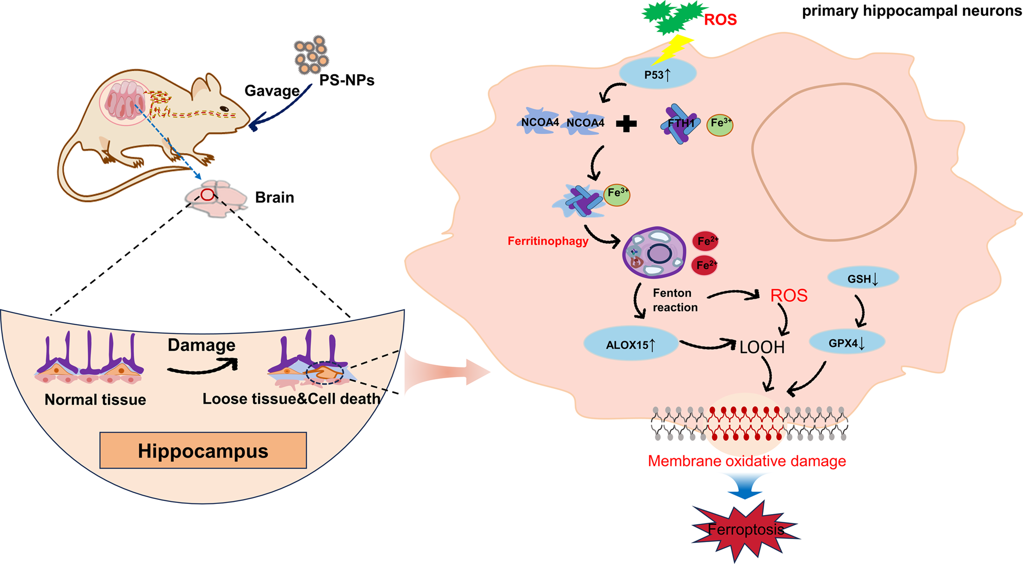 Maternal exposure to nanopolystyrene induces neurotoxicity in offspring through P53-mediated ferritinophagy and ferroptosis in the rat hippocampus