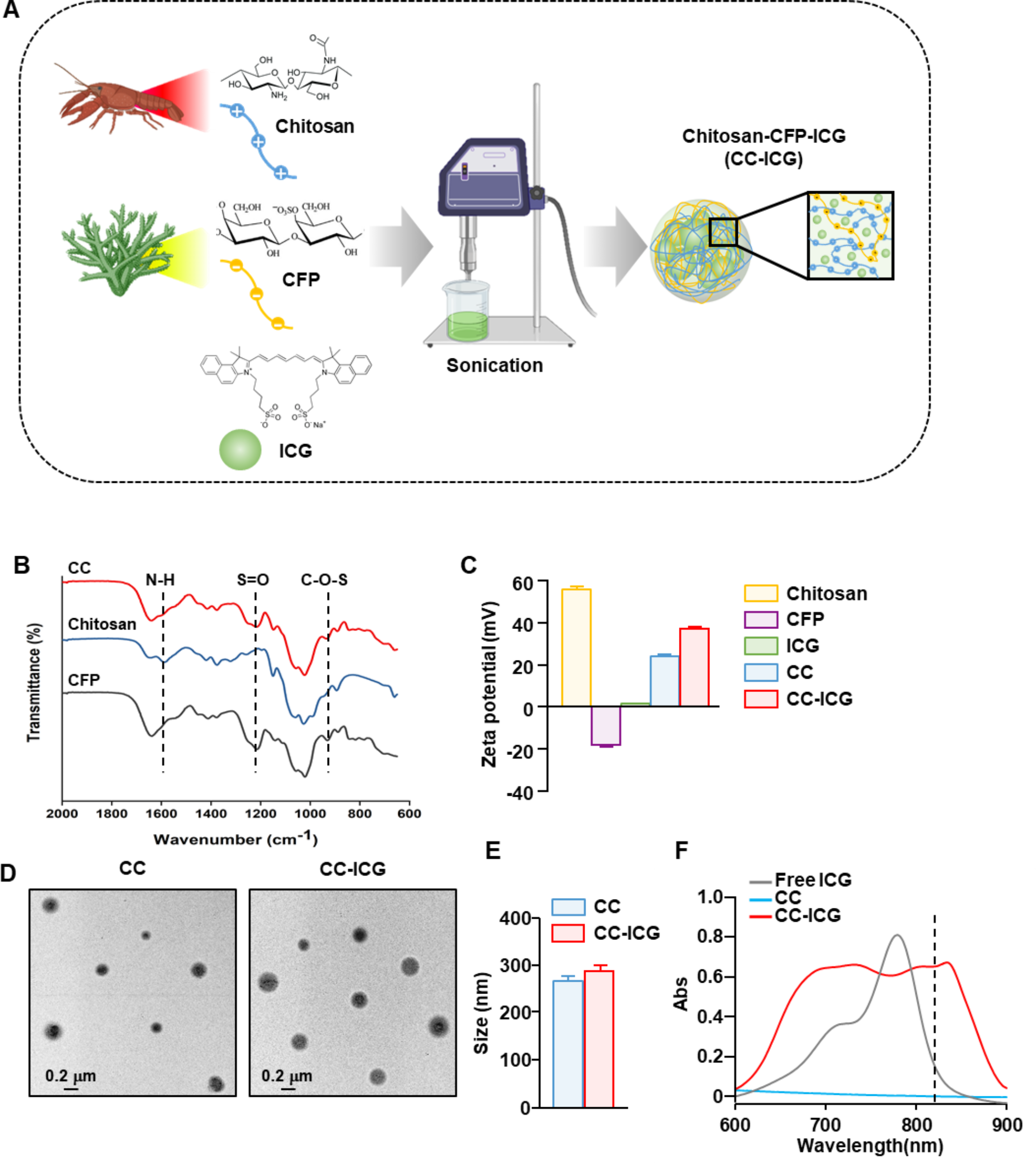 Photoimmunotherapy using indocyanine green-loaded Codium fragile polysaccharide and chitosan nanoparticles suppresses tumor growth and metastasis