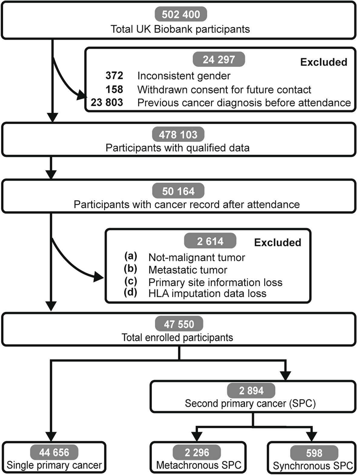 HLA diversity unveils susceptibility and organ-specific occurrence of second primary cancers: a prospective cohort study