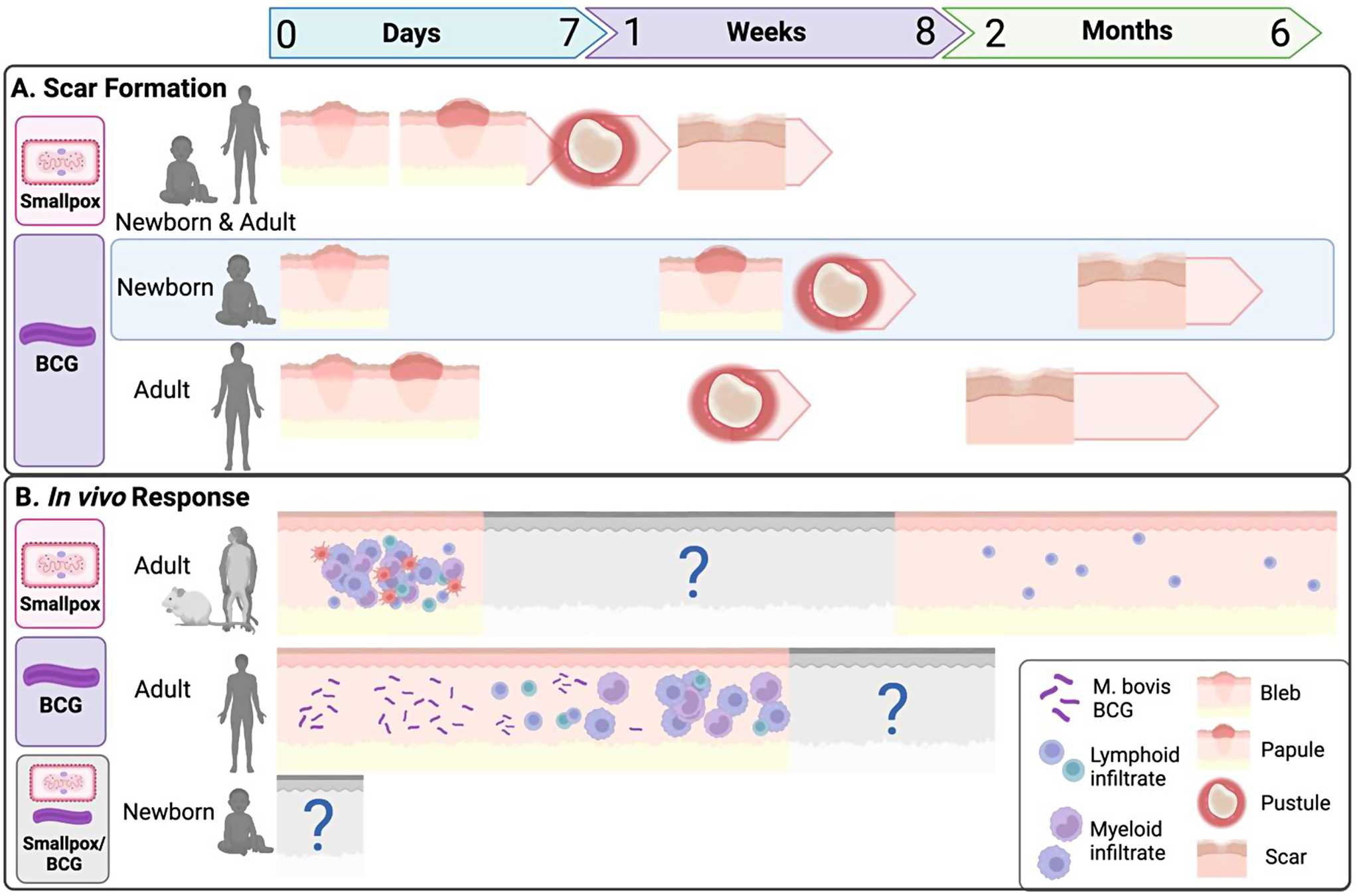 The mark of success: The role of vaccine-induced skin scar formation for BCG and smallpox vaccine-associated clinical benefits