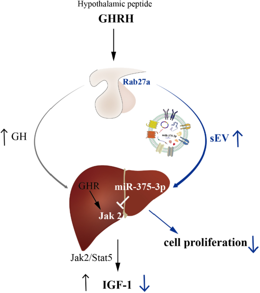 GHRH-stimulated pituitary small extracellular vesicles inhibit hepatocyte proliferation and IGF-1 expression by its cargo miR-375-3p