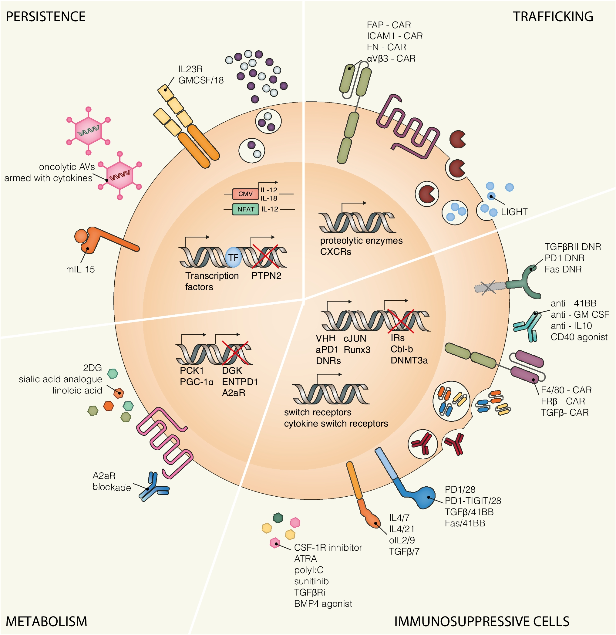 Harnessing the tumor microenvironment to boost adoptive T cell therapy with engineered lymphocytes for solid tumors
