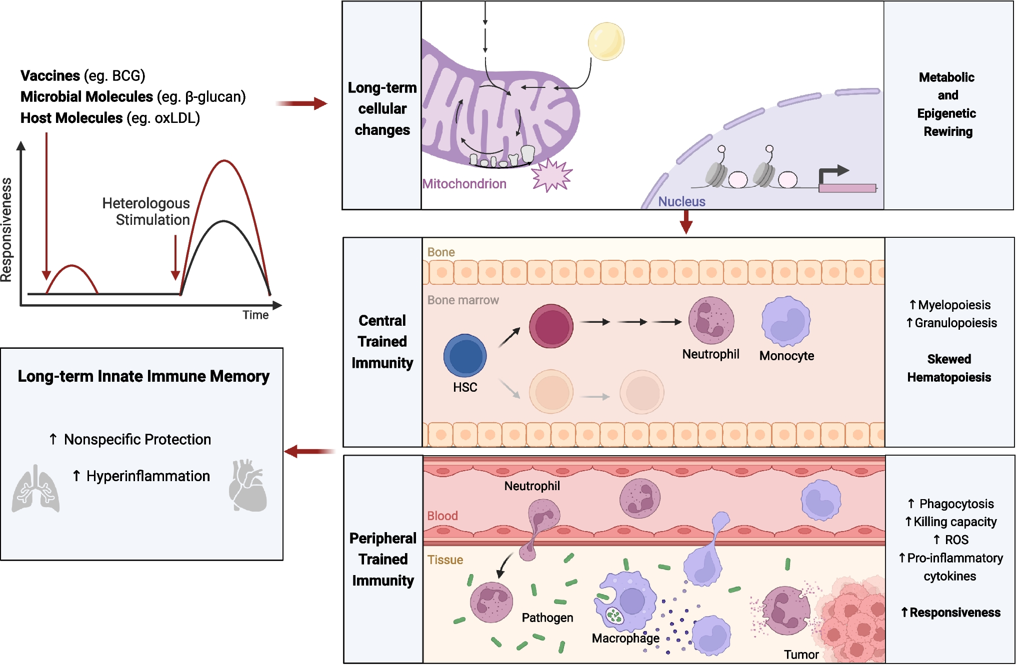 Metabolic Regulation in the Induction of Trained Immunity
