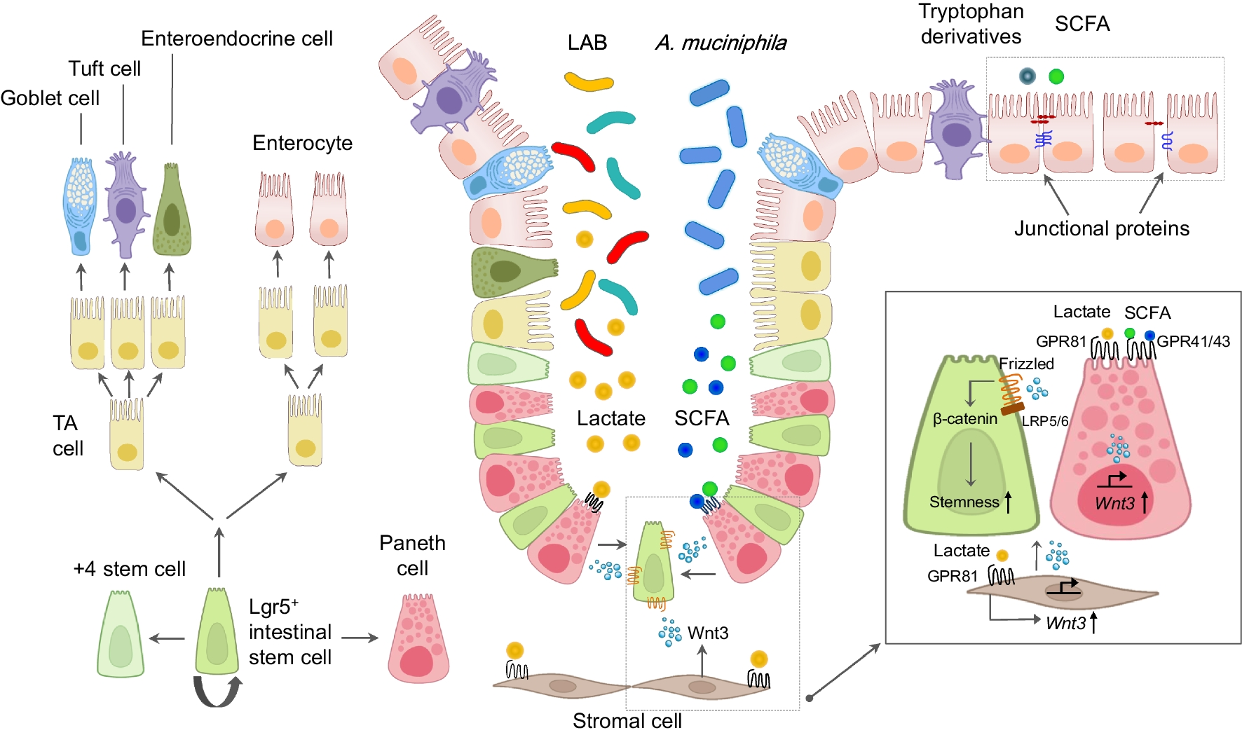 Gut microbiota-derived metabolites tune host homeostasis fate