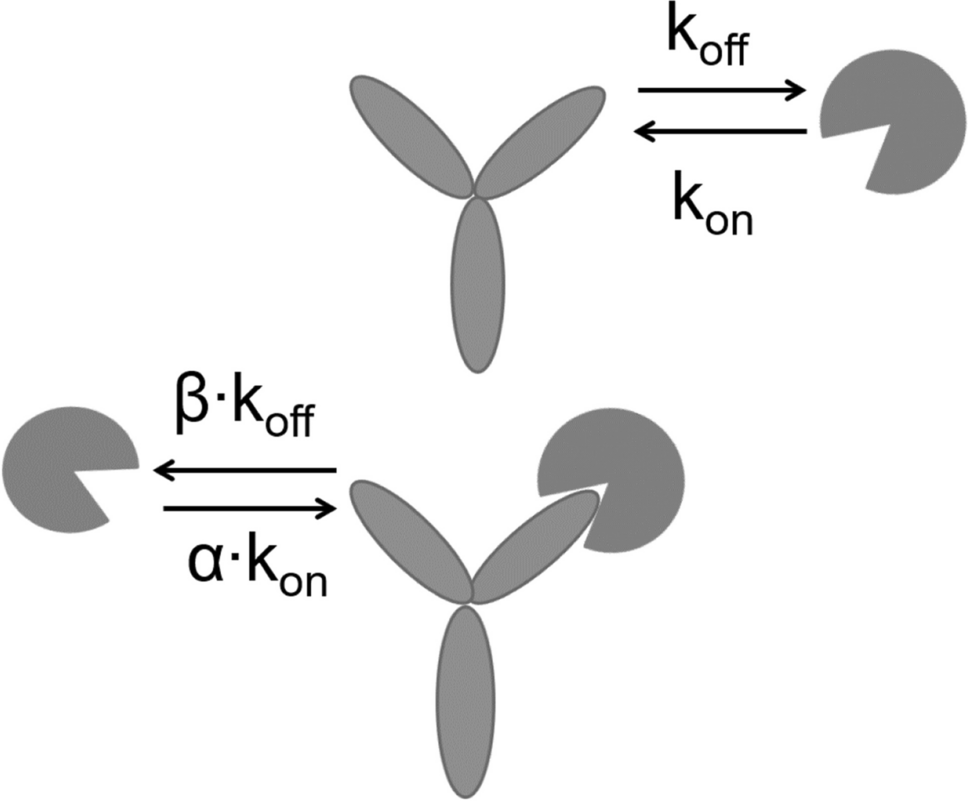 Note on importance of correct stoichiometric assumptions for modeling of monoclonal antibodies
