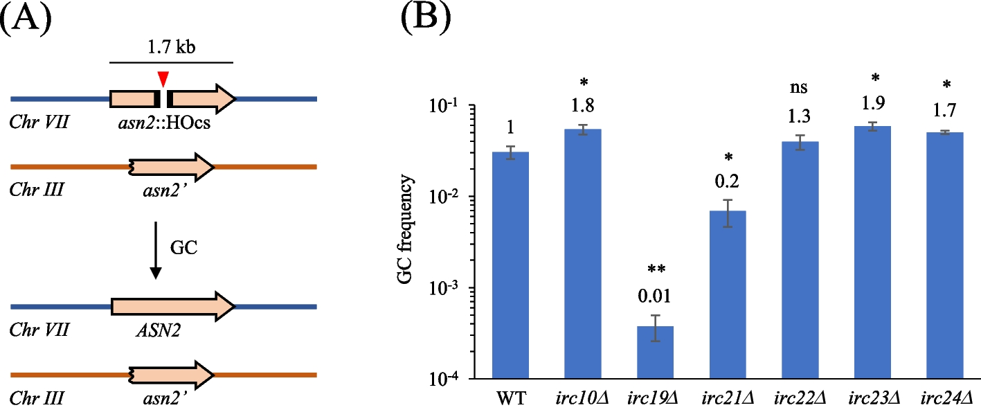 Deletion of IRC19 Causes Defects in DNA Double-Strand Break Repair Pathways in Saccharomyces cerevisiae
