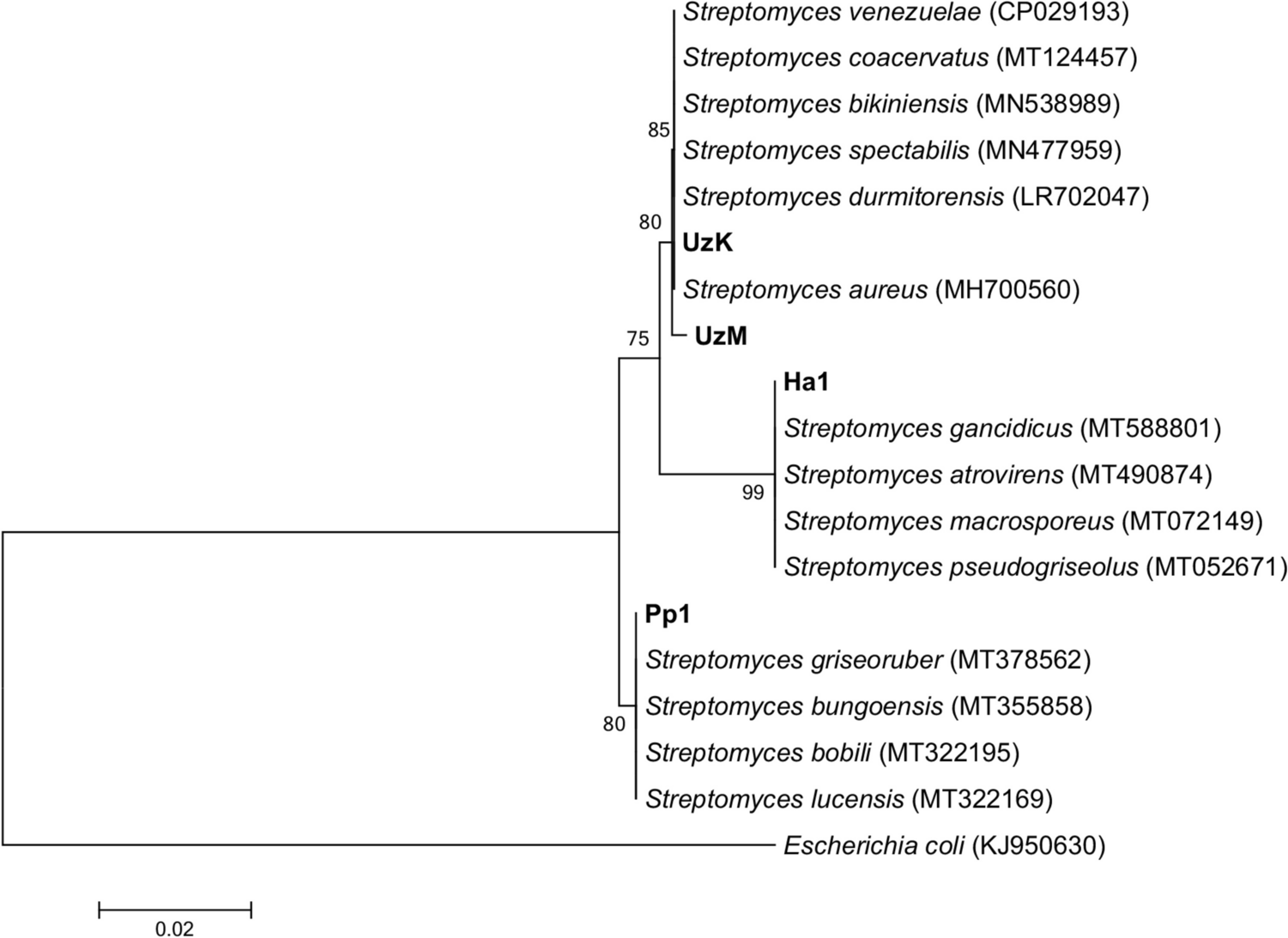 Antifungal efficacy of photodynamic therapy on Cryptococcus and Candida species is enhanced by Streptomyces spp. extracts in vitro