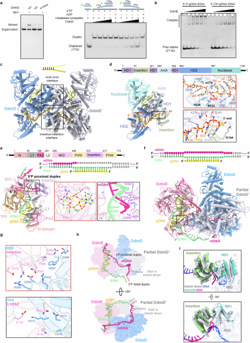 The mechanism of bacterial defense system DdmDE from Lactobacillus casei