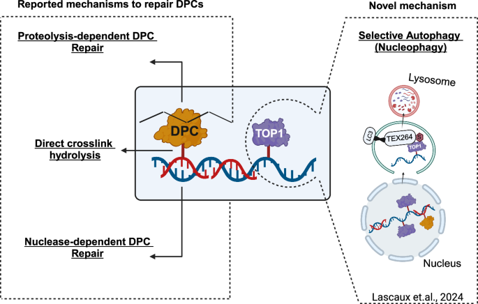 Nucleophagy repairs toxic DNA lesions