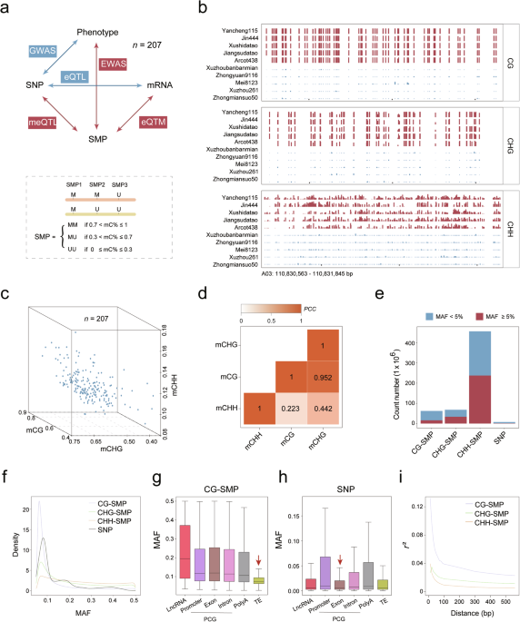 Population-wide DNA methylation polymorphisms at single-nucleotide resolution in 207 cotton accessions reveal epigenomic contributions to complex traits